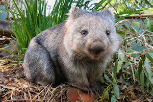 Wombat, Bonorong Wildlife Park, Tasmania, Australia.