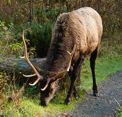 Roosevelt elk bulls carry impressive antlers and browse in Hoh Rain Forest on Washington's wet Olympic Peninsula (and in other rain forests of the Pacific Northwest). The Roosevelt elk (or Olympic elk, Cervus canadensis roosevelti) is the largest of the f