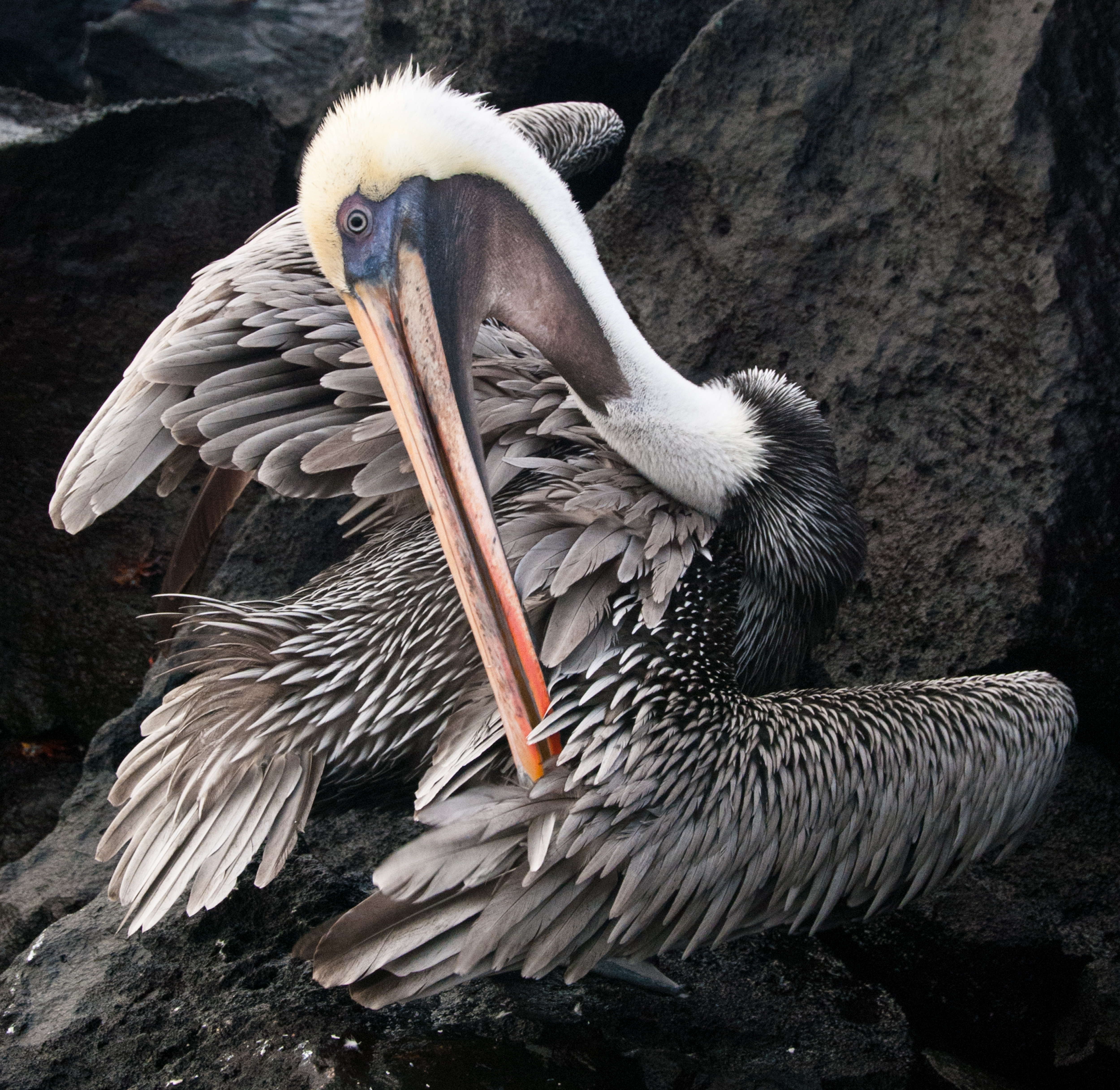 Galápagos Brown Pelican (Pelecanus occidentalis, subspecies: urinator) on Española (Hood) Island, Ecuador, South America.