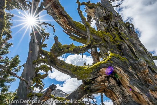 Sun starburst, lichen on twisted tree. Eagle Cap Wilderness, Wallowa Mountains, Oregon, USA.