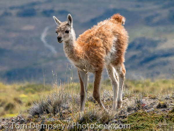 Young guanaco or chulengo, Lagunas Altas Trail, Chacabuco Valley, Patagonia NP, Chile, South America.