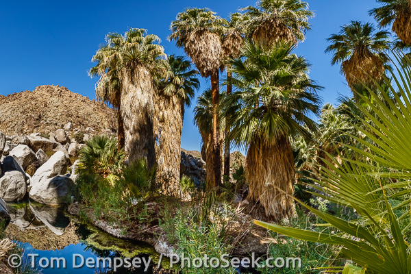 49 Palms Oasis, palm panorama. Joshua Tree National Park, California, USA.