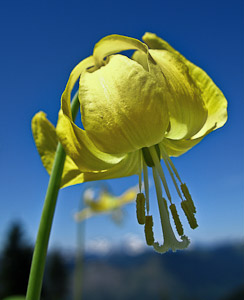 A yellow flower of a Glacier Lily grows on Scorpion Mountain, a hike (9 miles round trip, 2500 feet total gain) near Skykomish, US Highway 2, Washington, USA.