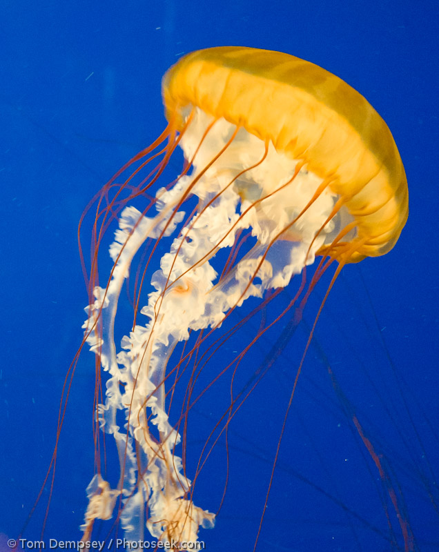 Sea nettle (Chrysaora species) Oregon Coast Aquarium, Newport, Oregon. Jellyfish are marine invertebrates belonging to the class Scyphozoa of the phylum Cnidaria. Although they are commonly named "jellyfish", jellies are not fish.