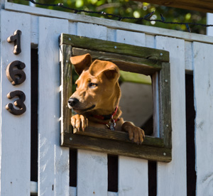 A dog peers through a window in a white fence at Harpers Ferry, West Virginia, USA.