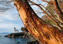 The 1919 Lime Kiln Lighthouse, San Juan Island, Washington, USA. Pacific Madrone or Madrona tree