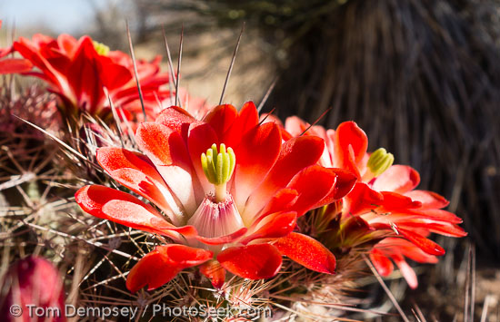 Claret Cup Cactus, Texas