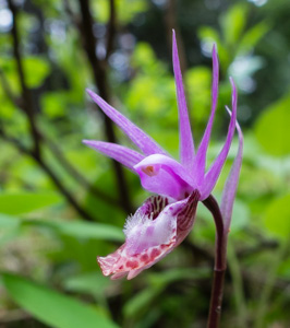 Calypso orchid / Calypso bulbosa, Ingalls Creek Trail, Wenatchee National Forest, Washington, USA.