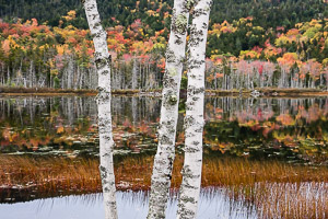 White birch trunks, fall foliage reflection, Upper Hadlock Pond, Acadia NP, Mount Desert Island, Maine, USA.