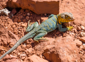 Collared Lizard, genus Crotaphytus, Colorado National Monument, Colorado, USA.