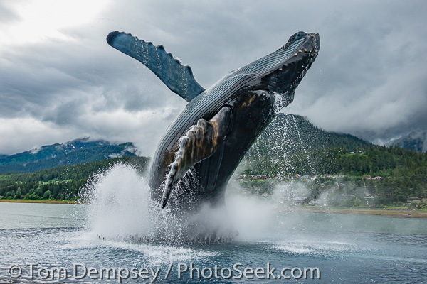 Tahku (2018) breaching humpback whale statue in Overstreet Park, Juneau, Alaska, USA.