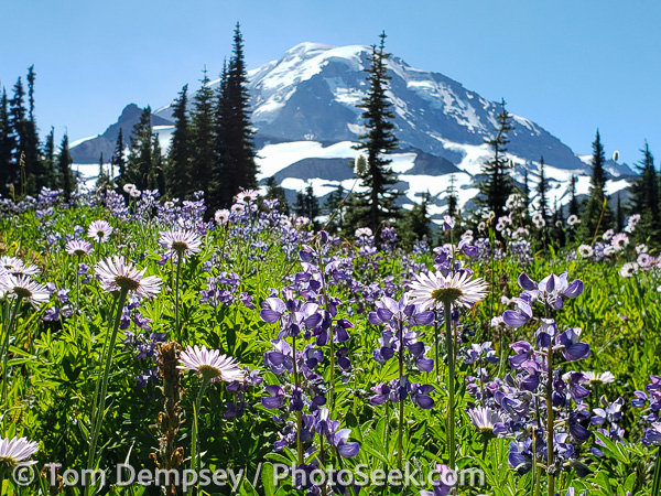 Mid August memorial: lupin & aster flowers in Spray Park, Mount Rainier NP, Washington, USA.