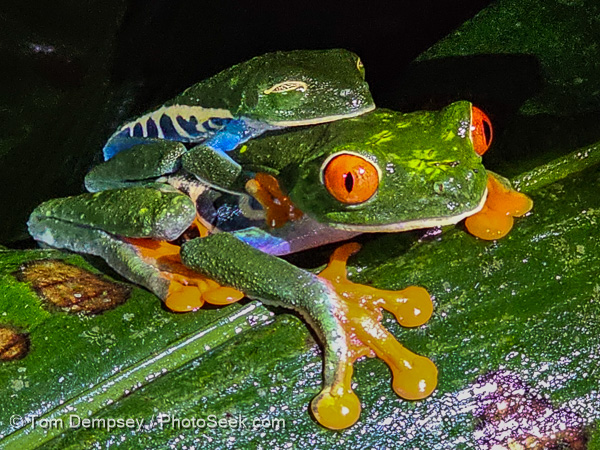 Red-eyed tree frogs mating (Agalychnis callidryas). Arenal Observatory Lodge & Trails, La Fortuna, Costa Rica, Central America.