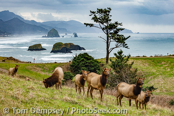 Roosevelt elk in Ecola State Park and sea stacks at Cannon Beach, Oregon coast, USA.