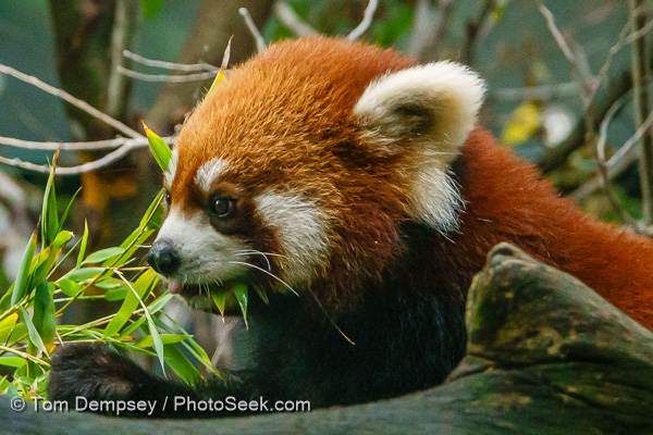 This female red panda (Ailurus fulgens) is named Adira at California's San Diego Zoo, USA.
