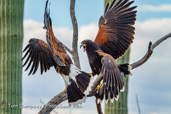 Harris's Hawks tussle. Raptor Free Flight show, Arizona-Sonora Desert Museum, Tucson, Arizona, USA.