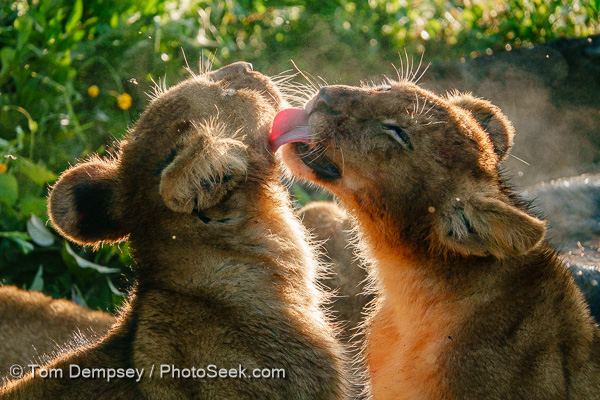 Lion cubs lick wildebeest blood from their chops, Ndutu Lake, Ngorongoro Conservation Area, Tanzania, Africa.