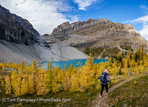 Zigadenus Lake, gold larch trees in fall, Skoki Lodge Loop in Banff National Park, Alberta, Canada.