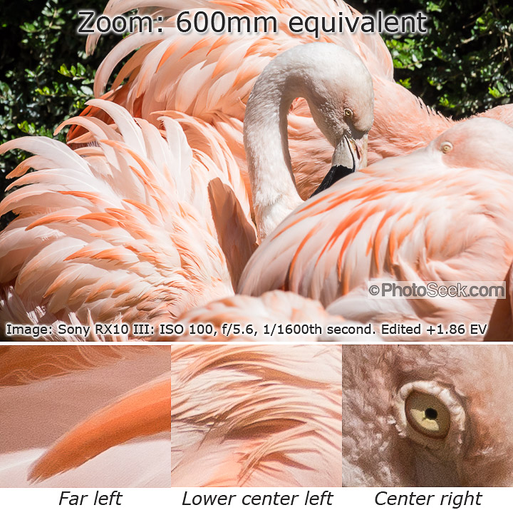 Chilean Flamingo, Woodland Park Zoo